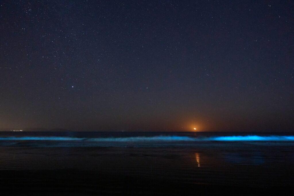 Bioluminiscencia en Guanaqueros. Créditos: Rafael Canihuante
