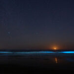 Bioluminiscencia en Guanaqueros. Créditos: Rafael Canihuante