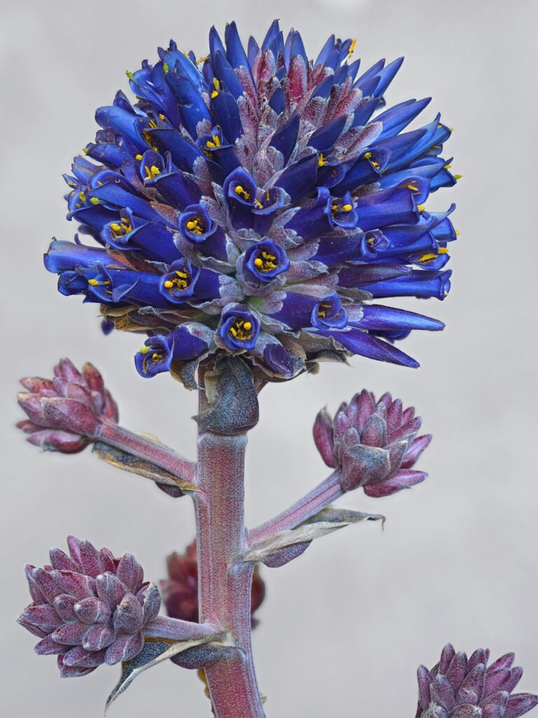 foto por Bodegon Cultural de Los Vilos