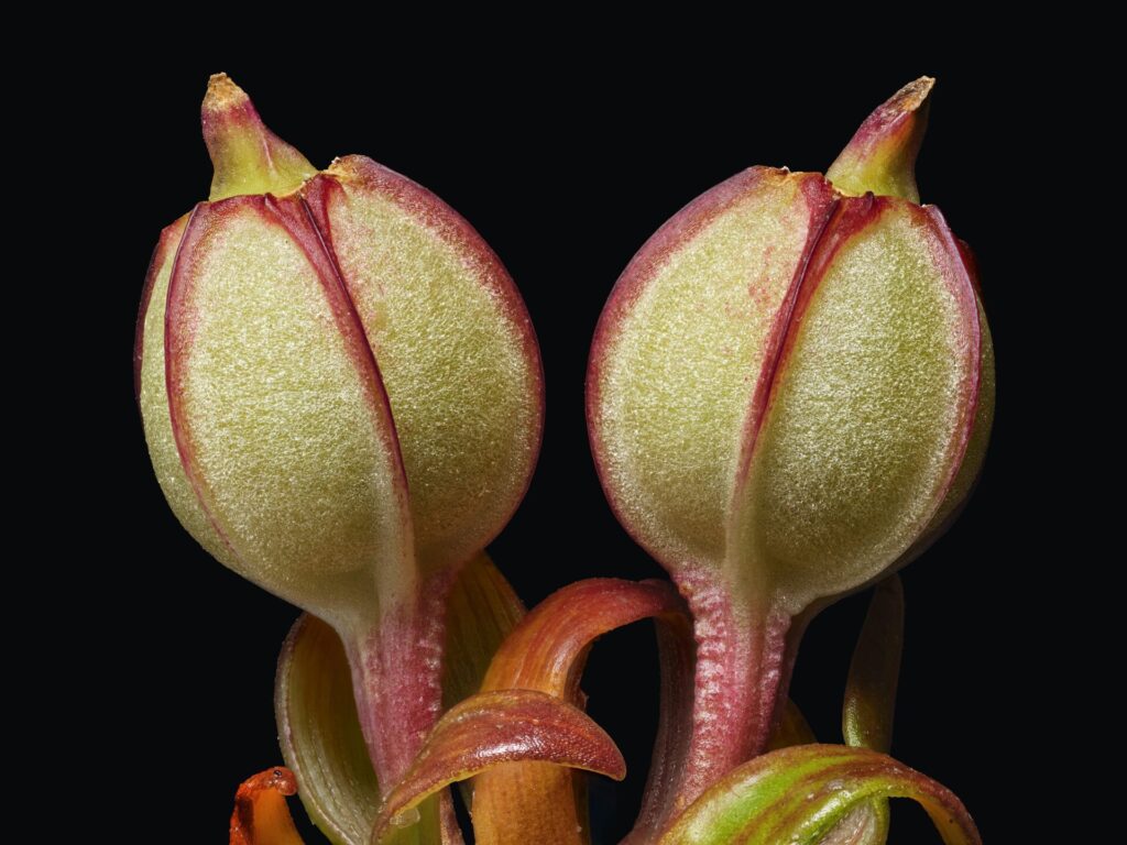 foto por Bodegon Cultural de Los Vilos