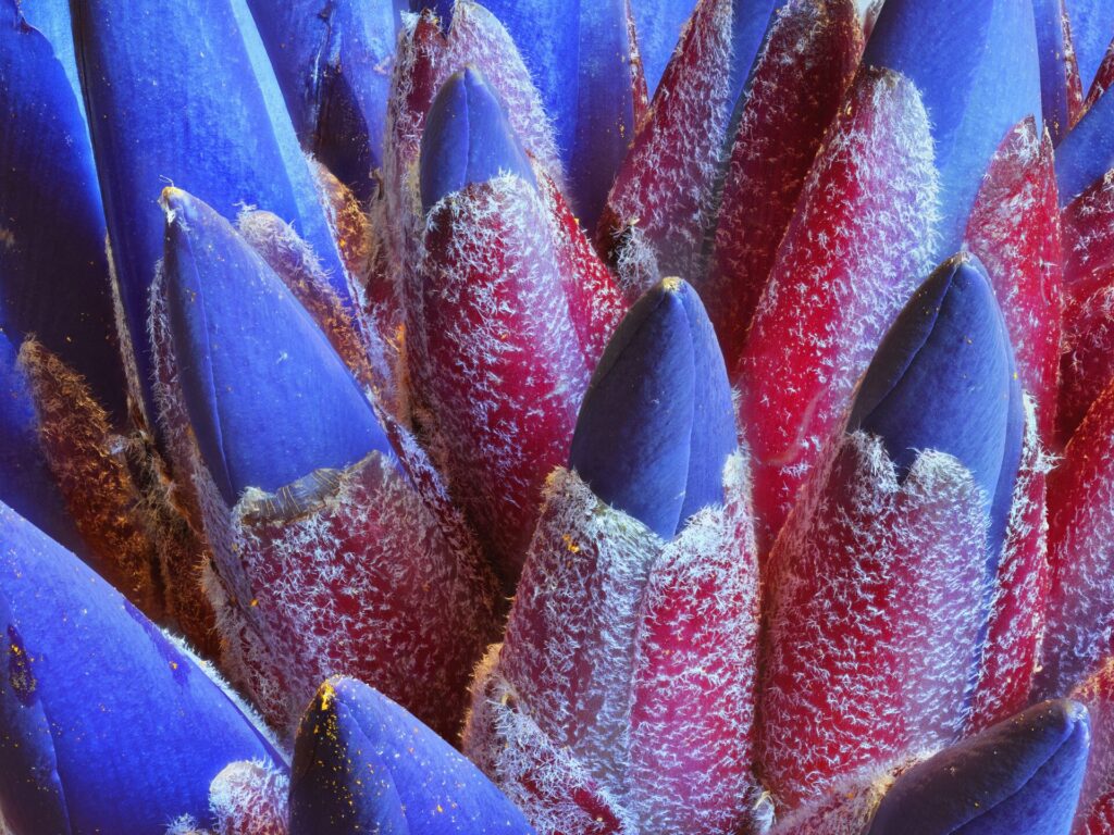 foto por Bodegon Cultural de Los Vilos