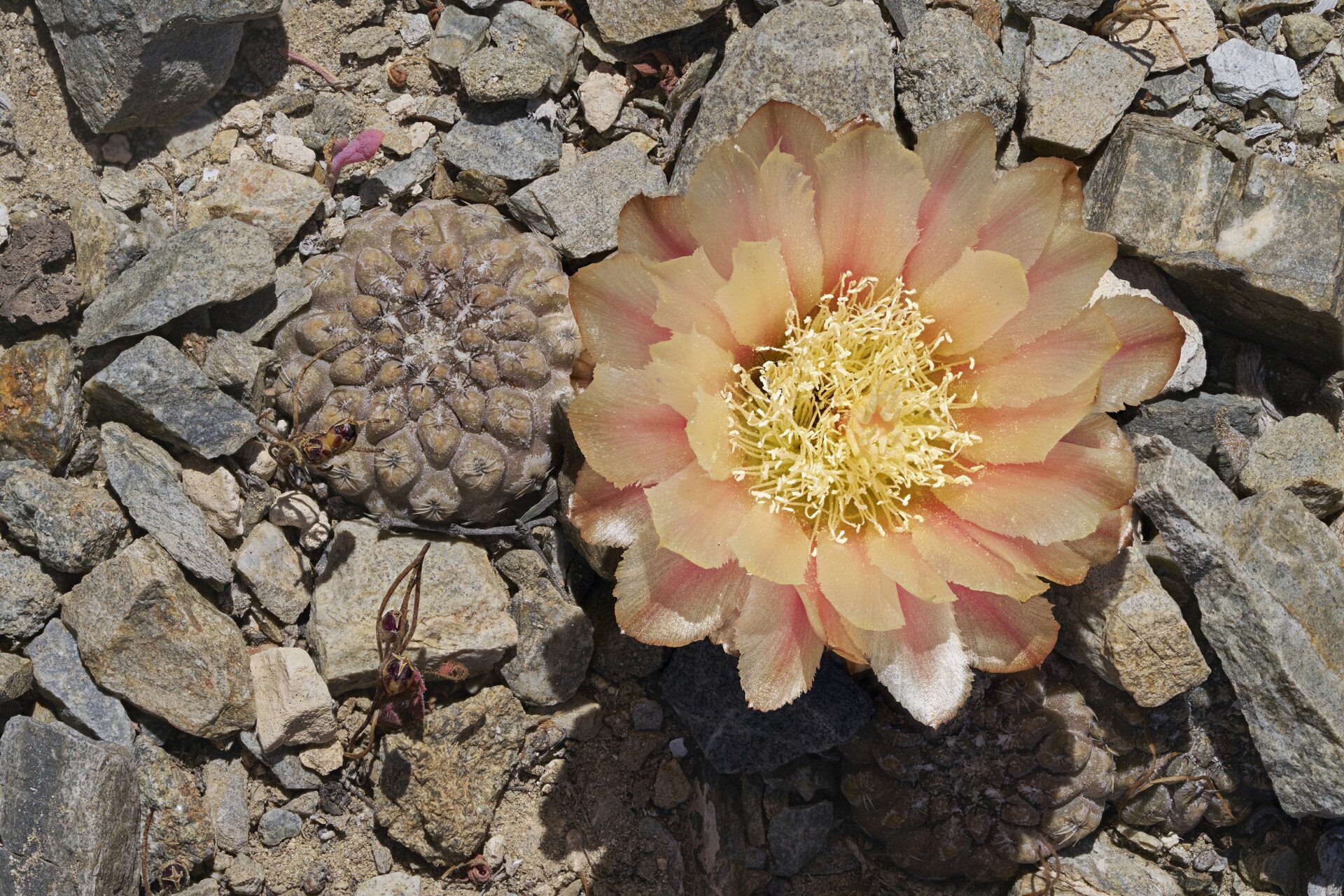 ¡Imperdible! Exposición «La Invención de las flores», del reconocido fotógrafo chileno Nicolás Piwonka, se expondrá en Los Vilos