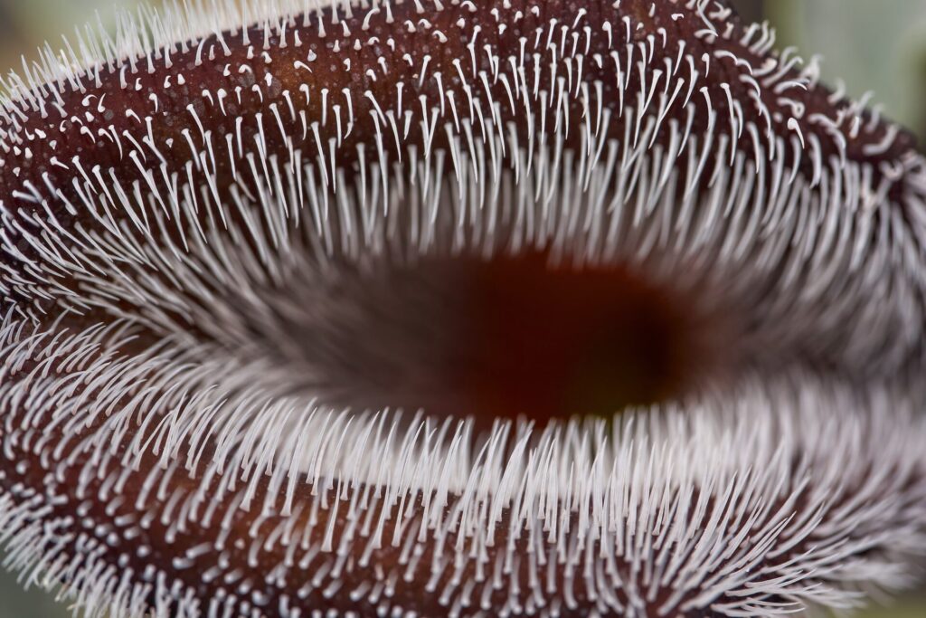 foto por Bodegon Cultural de Los Vilos