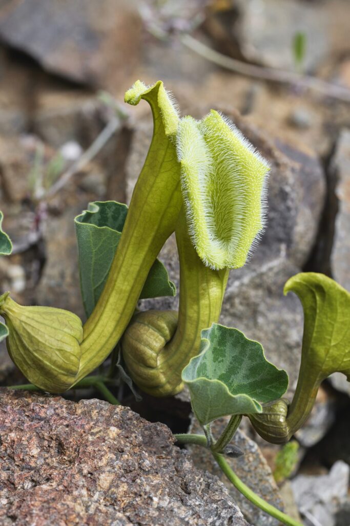 Bodegon Cultural de Los Vilos