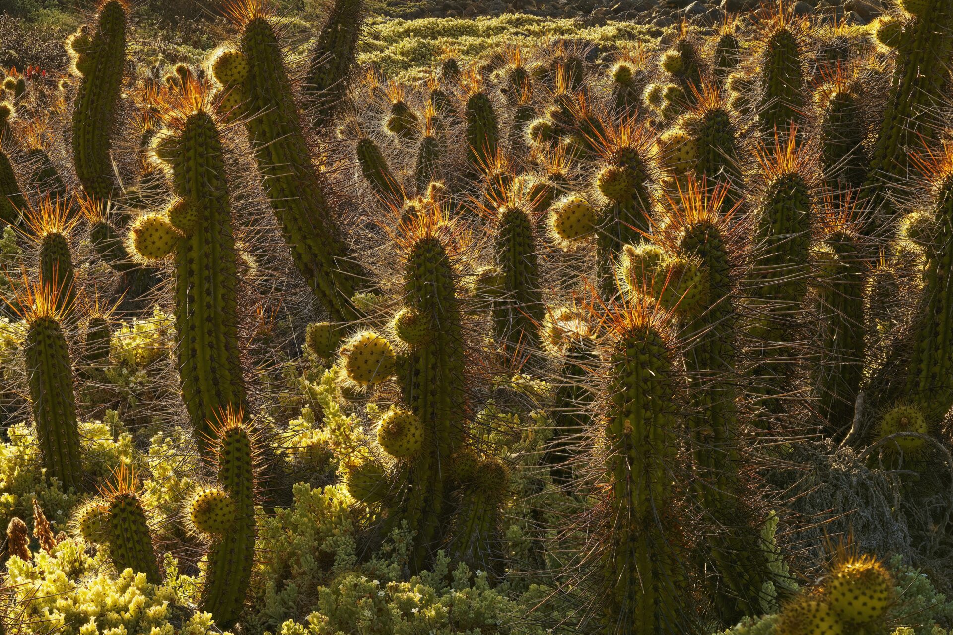 Inauguración de la exposición “La Invención de las flores”