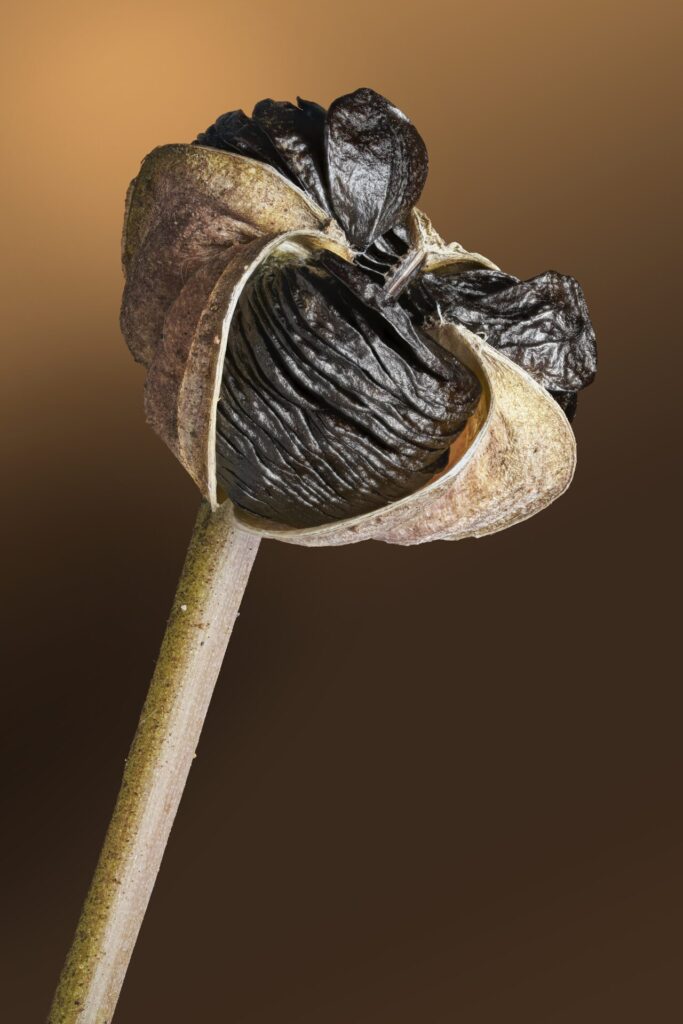 foto por Bodegon Cultural de Los Vilos