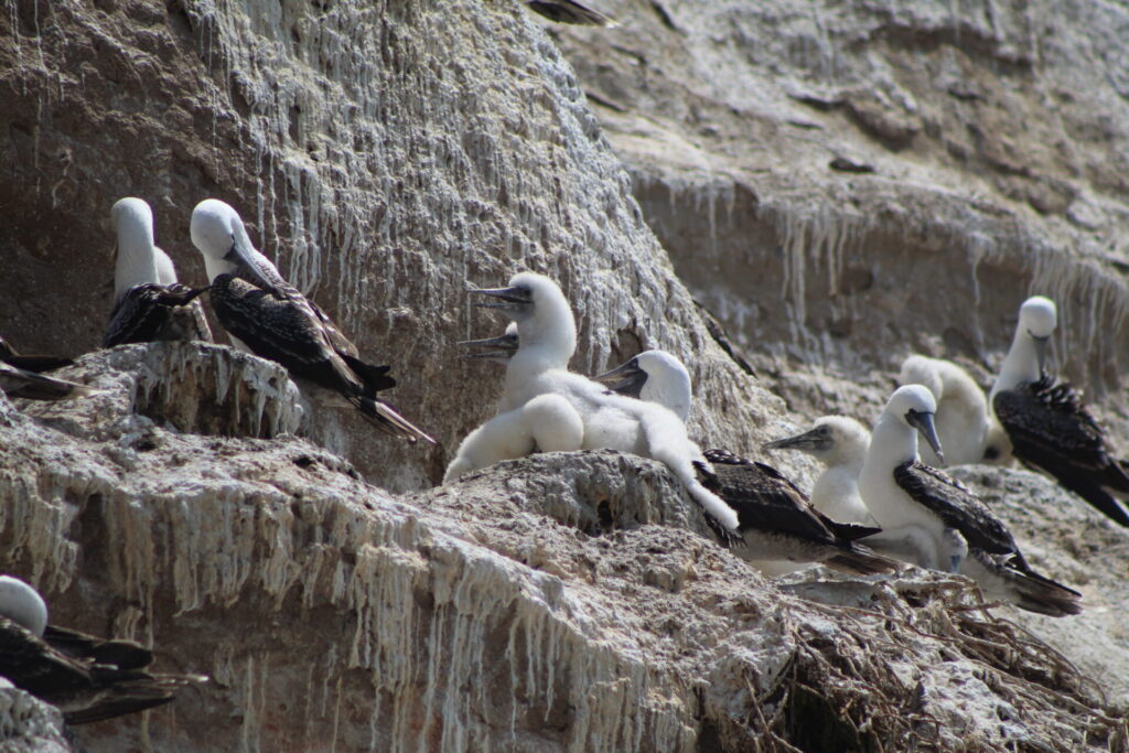 Piqueros (Sula variegata) y sus pichones en Quirilluca. Créditos: ©Tamara Núñez