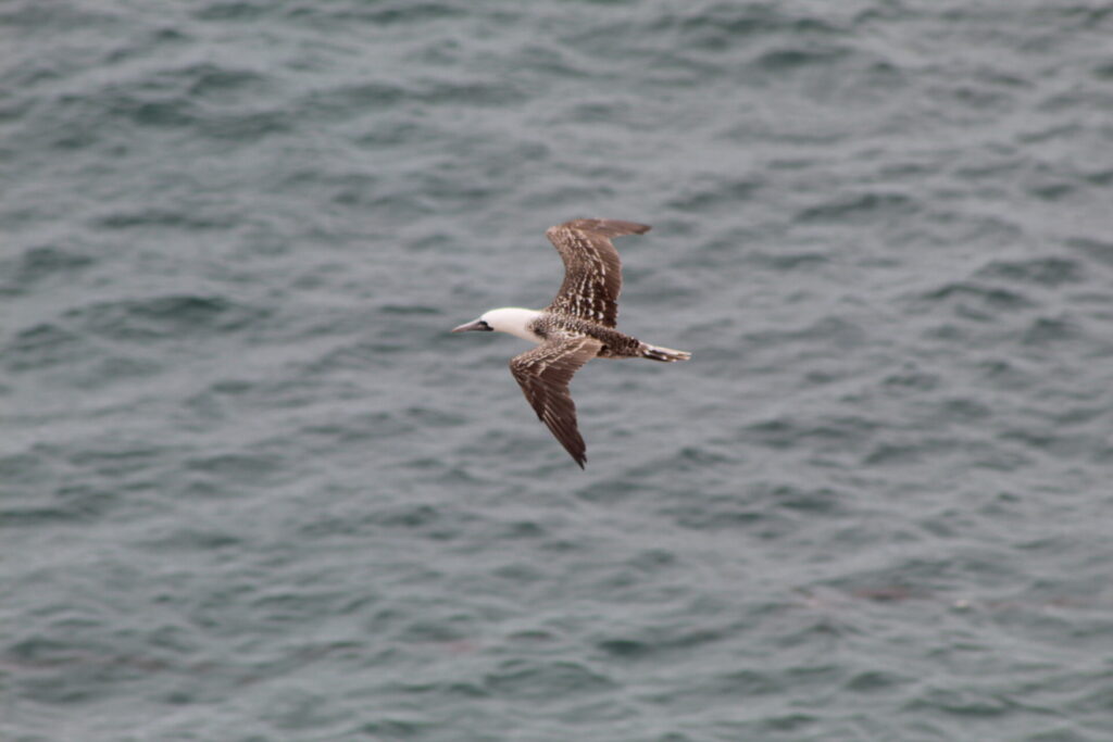 Piquero común (Sula variegata). Créditos: ©Tamara Núñez