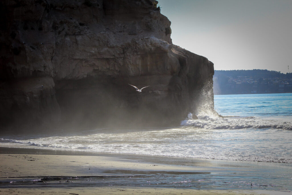 Piquero (Sula variegata) en playa Quirilluca. Créditos: ©Tamara Núñez