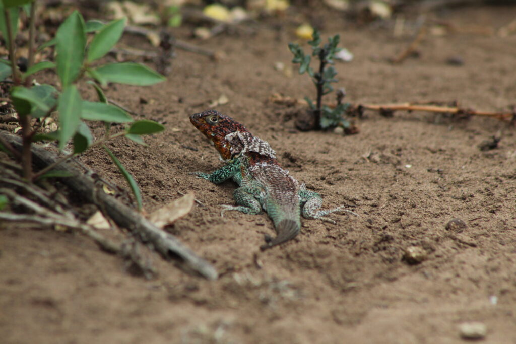 Lagarto de zapallar (Liolaemus zapallarensis) en acantilados de Quirilluca. Créditos: ©Tamara Núñez