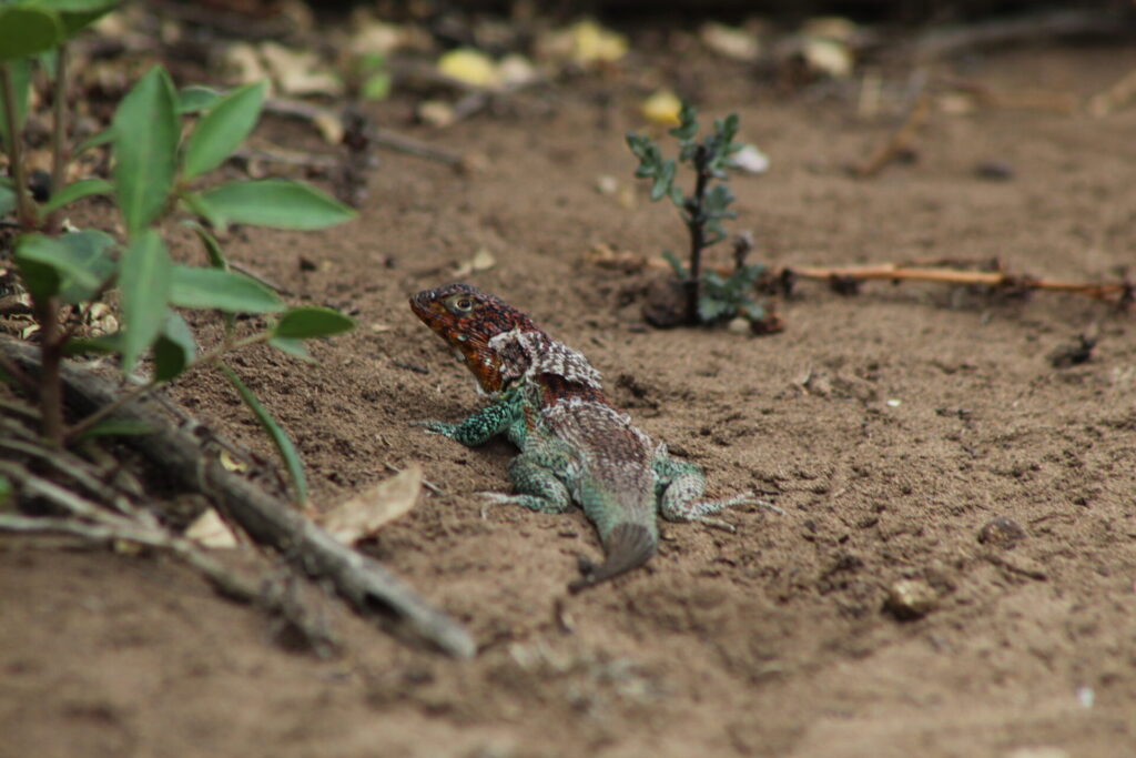 Lagarto de zapallar (Liolaemus zapallarensis) en acantilados de Quirilluca. Créditos: ©Tamara Núñez