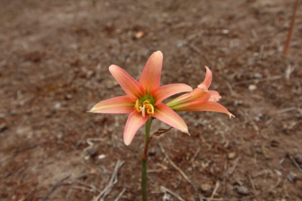 Añañuca de la gloria (Zephyranthes advena). Créditos: ©Tamara Núñez