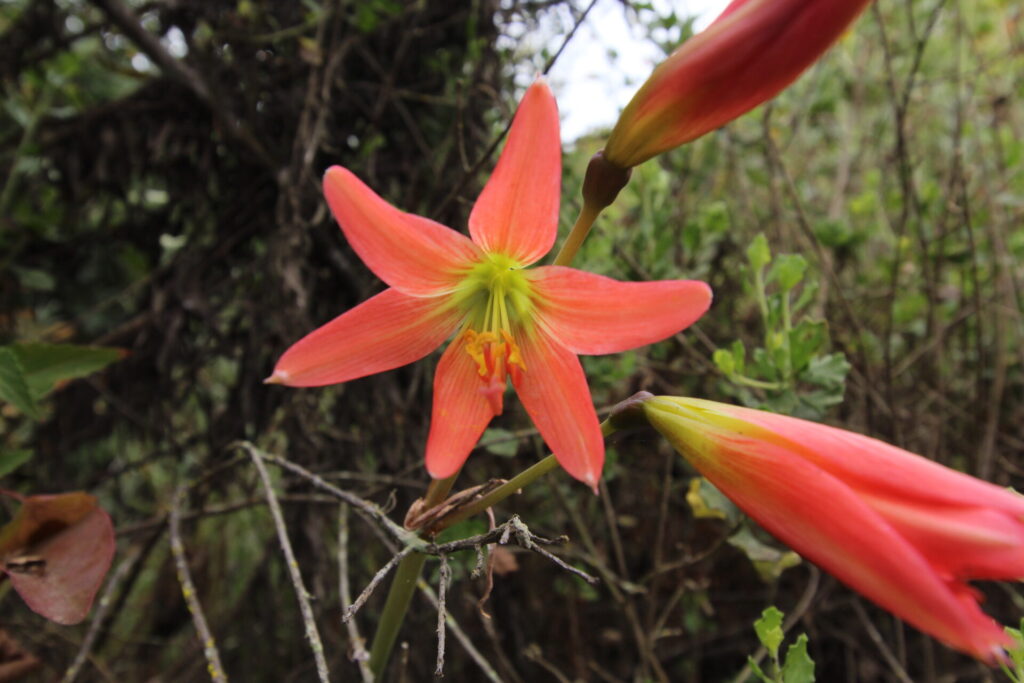 Añañuca de la gloria (Zephyranthes advena). Créditos: ©Tamara Núñez