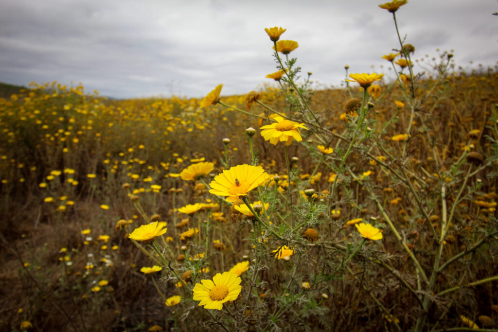 Matorral esclérofilo en acantilados de Quirilluca. Créditos: ©Tamara Núñez