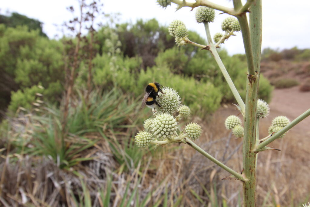 Chupalla (Eryngium paniculatum) y un abejorro. Créditos: ©Tamara Núñez