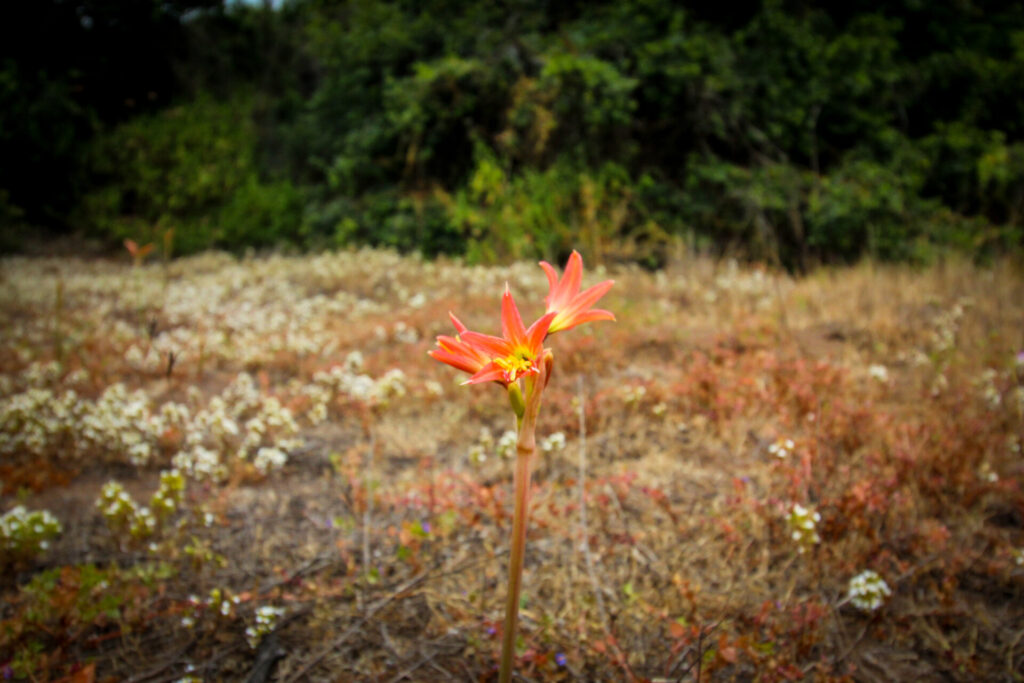 Añañuca de la gloria (Zephyranthes advena). Créditos: ©Tamara Núñez