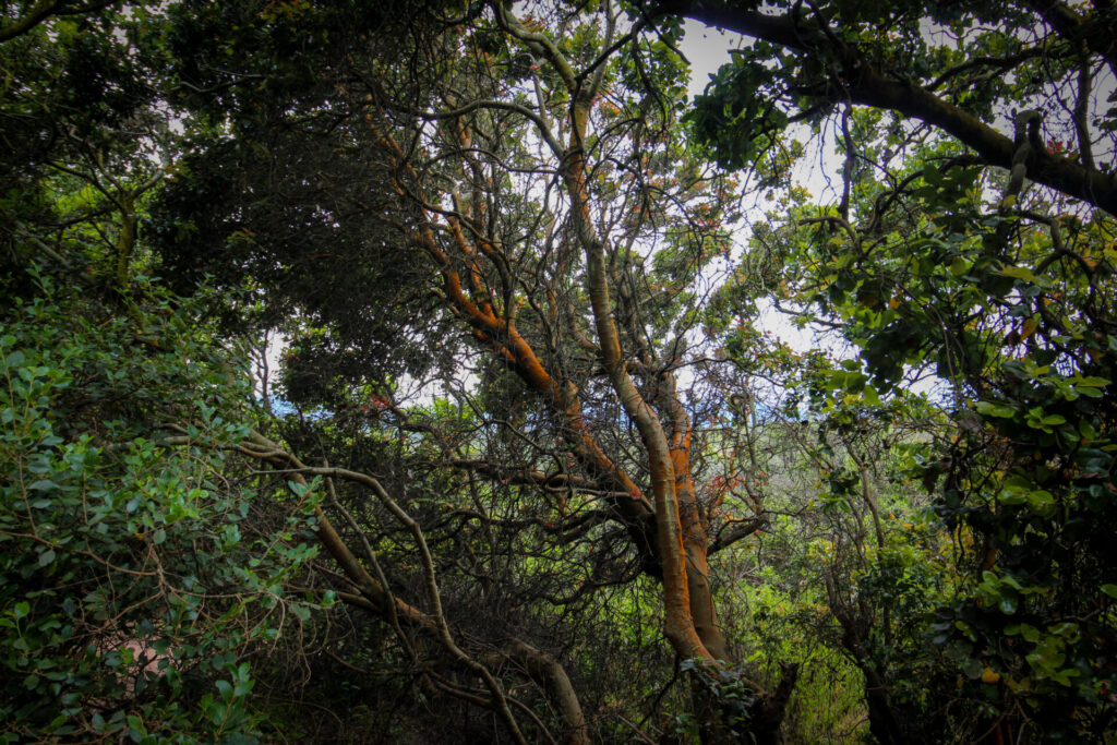 Belloto del norte (Beilschmiedia miersii) en acantilados de Quirilluca. Créditos: ©Tamara Núñez