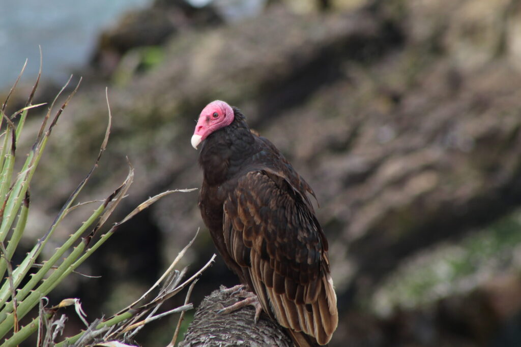 Jota de cabeza colorada (Cathartes aura Jota). Créditos: ©Tamara Núñez