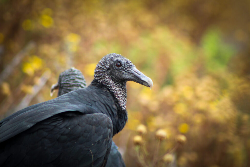 Jote de cabeza negra (Coragyps atratus). Créditos: ©Tamara Núñez