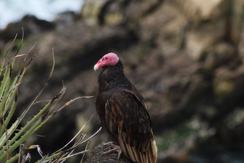 Jota de cabeza colorada (Cathartes aura Jota). Créditos: ©Tamara Núñez