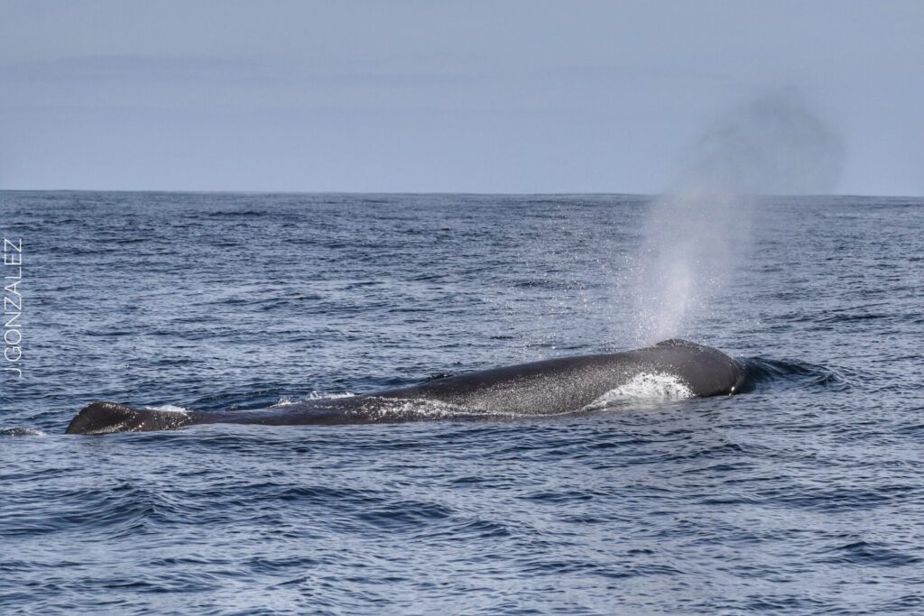 Cachalote en Chañaral de Aceituno. Créditos: Jonathan González.