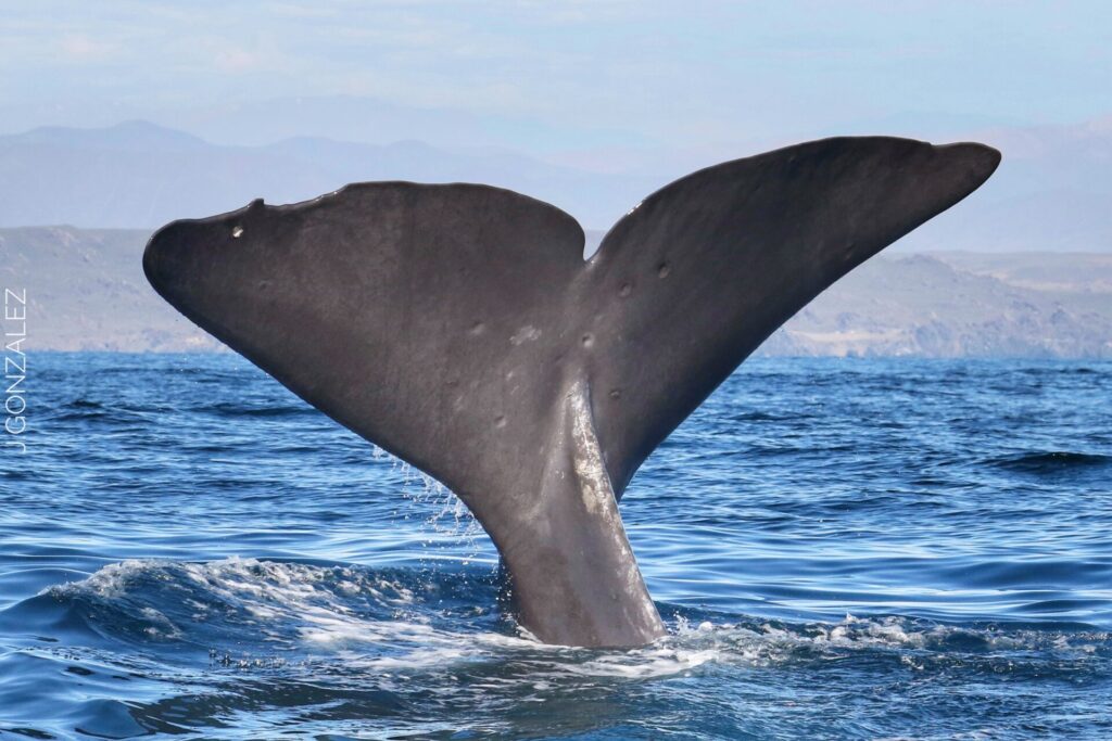 Cachalote en Chañaral de Aceituno. Créditos: Jonathan González.