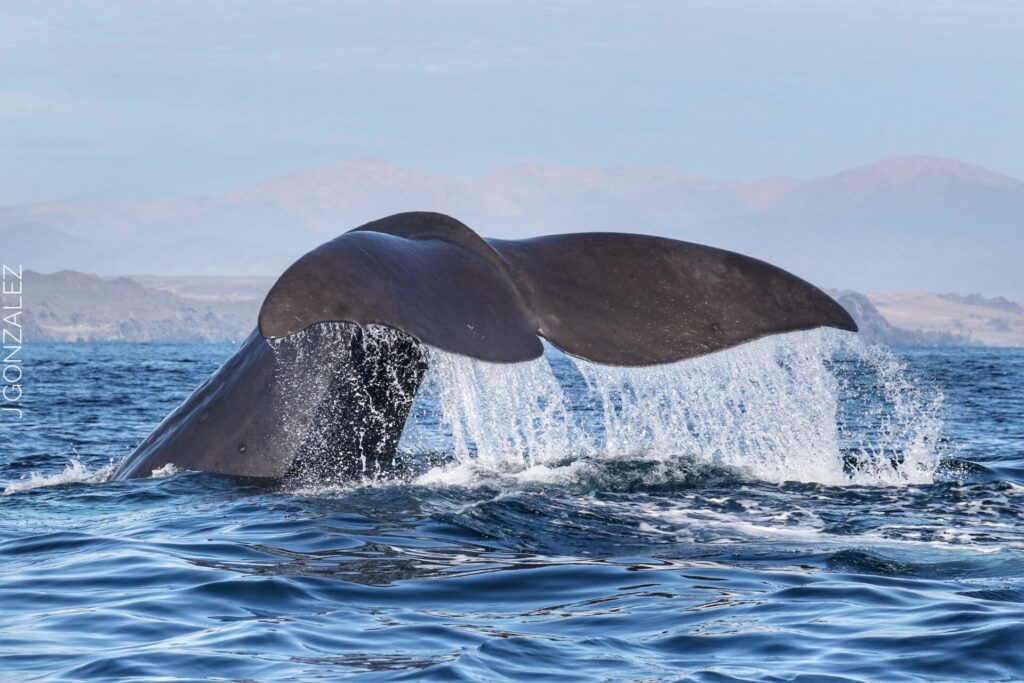 Cachalote en Chañaral de Aceituno. Créditos: Jonathan González.