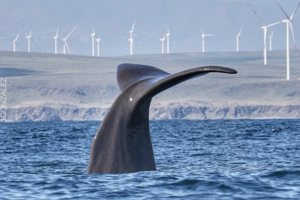 Cachalote en Chañaral de Aceituno. Créditos: Jonathan González.