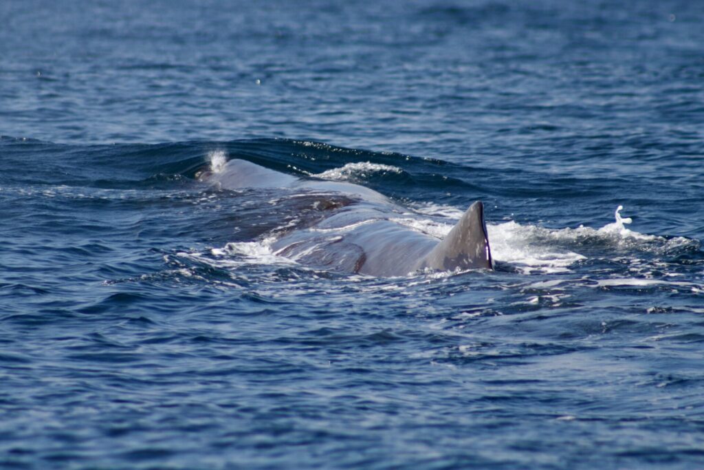 Cachalote en Chañaral de Aceituno. Créditos: Sofía Álvarez