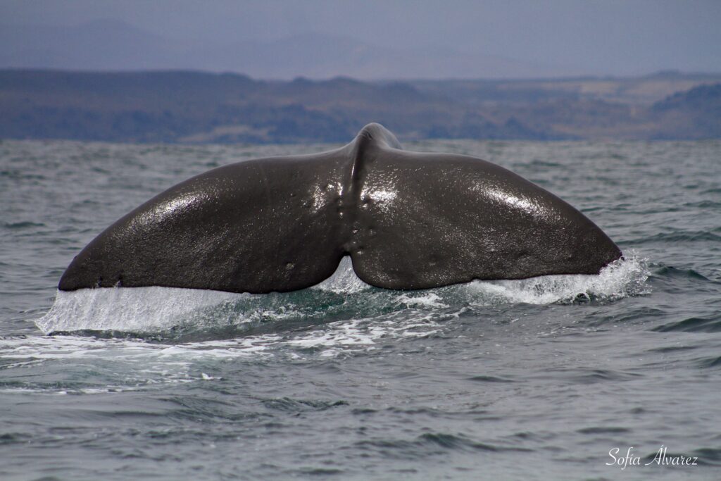 Cachalote en Chañaral de Aceituno. Créditos: Sofía Álvarez