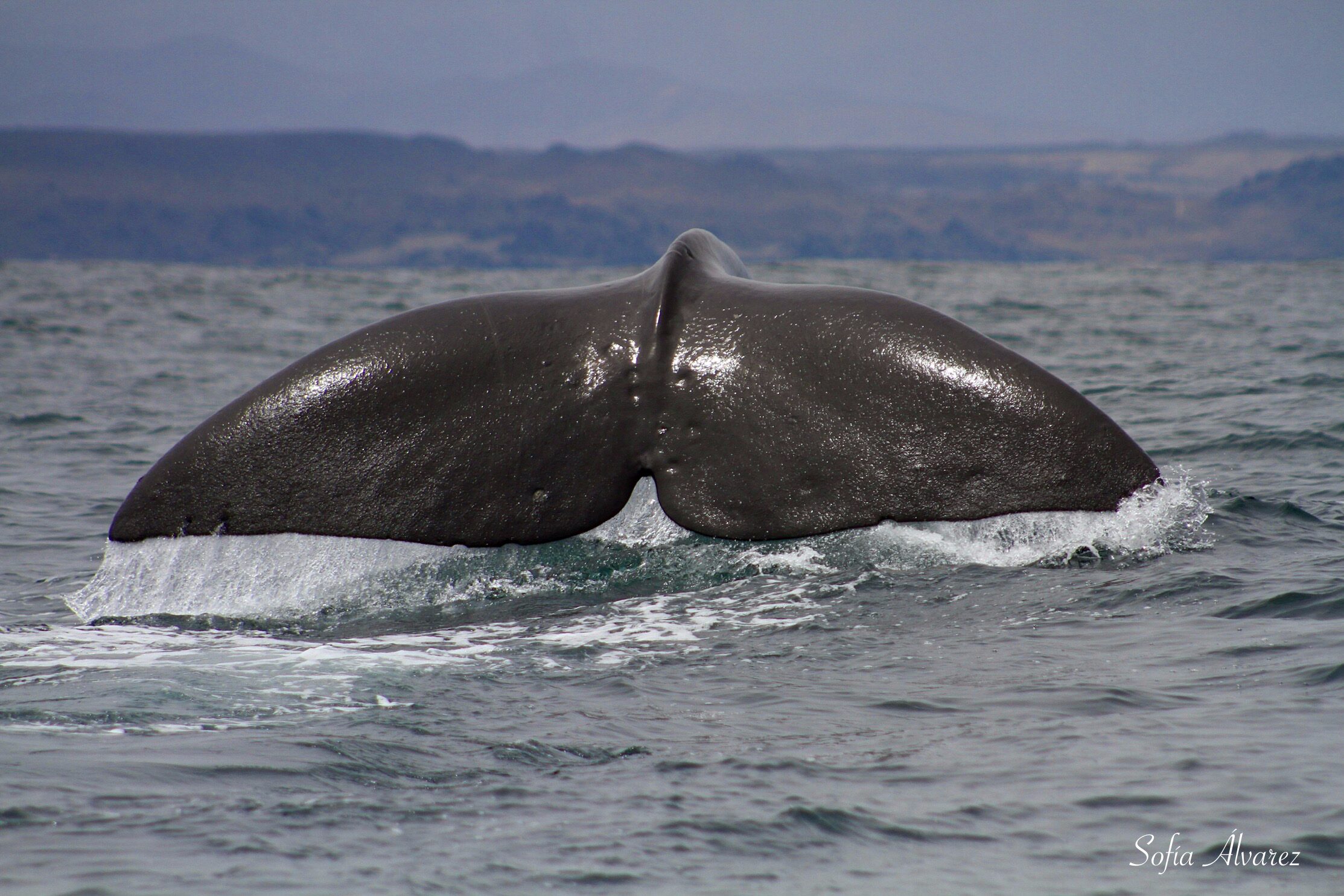 Aumento en avistamientos y un hito científico: Descifrando los misterios de los cachalotes en Chañaral de Aceituno