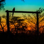 foto de Annais Pascual