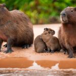 foto de Annais Pascual