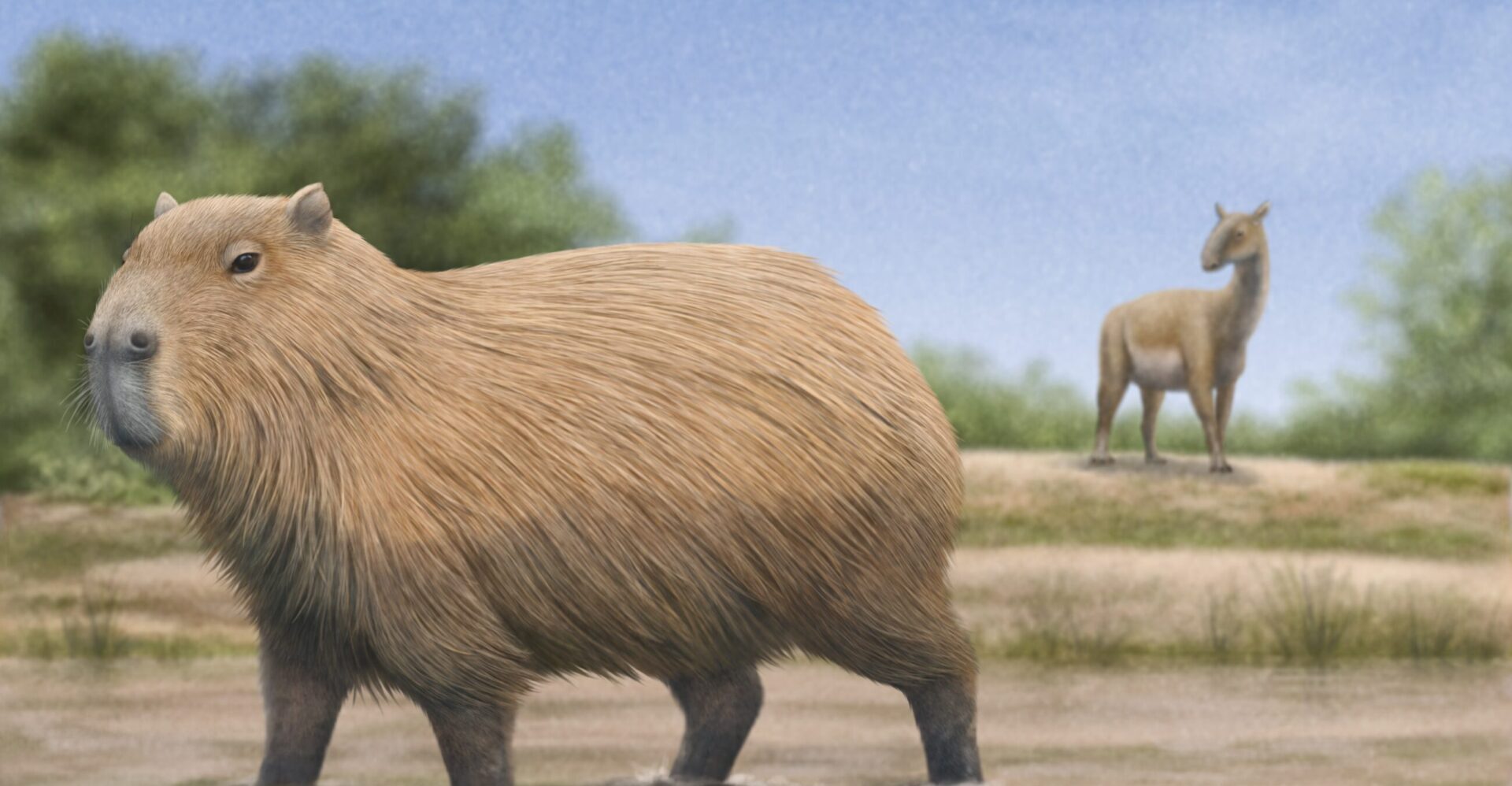 Los capibaras vivieron en Chile: Estudio confirma su presencia hace 4,5 millones de años en La Araucanía