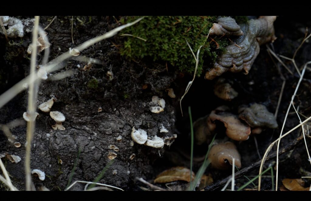 Foto por Clemente Gallardo