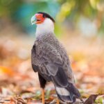 foto de Annais Pascual