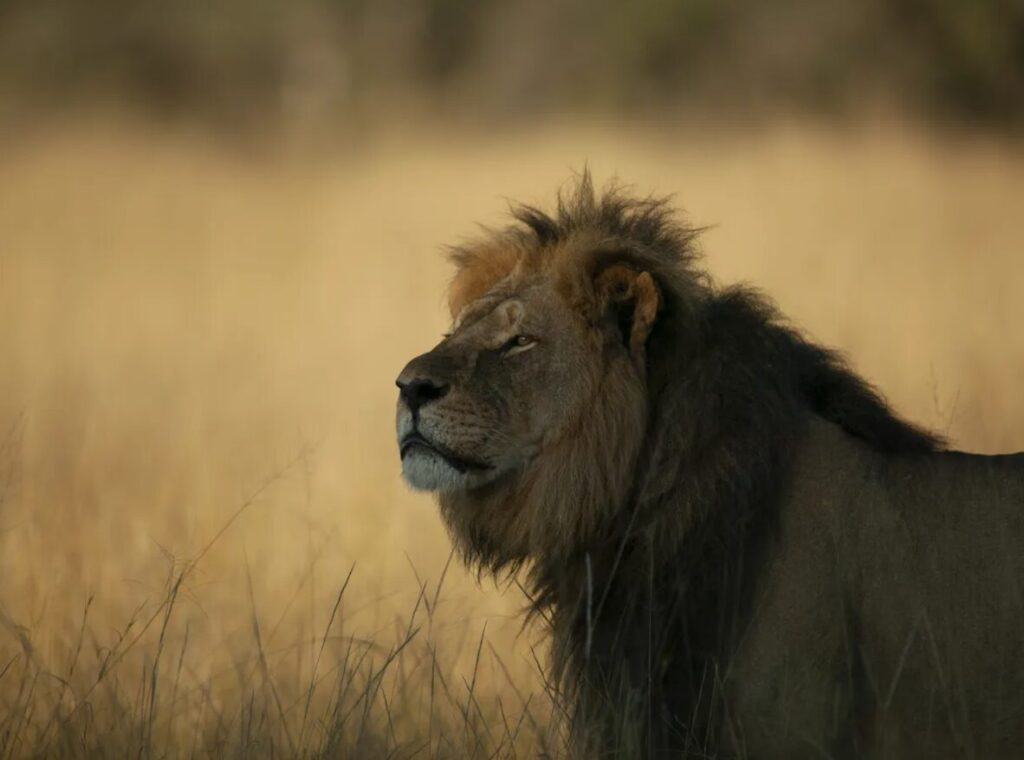 Cecil, el león protagonista de la película. Créditos: Fotografía extraída del documental.