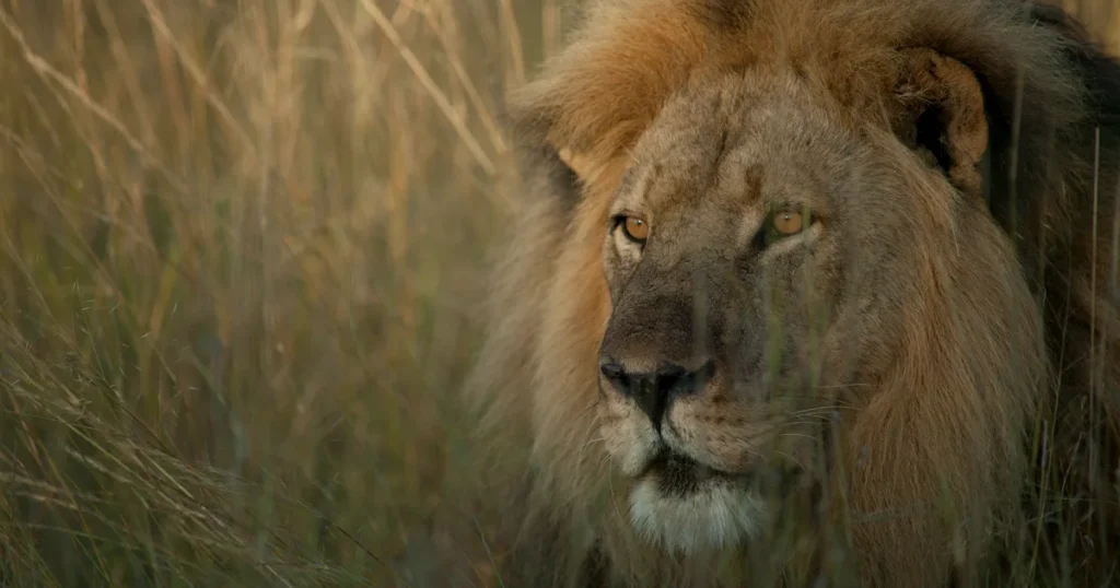 Cecil, el león protagonista de la película. Créditos: Fotografía extraída del documental.