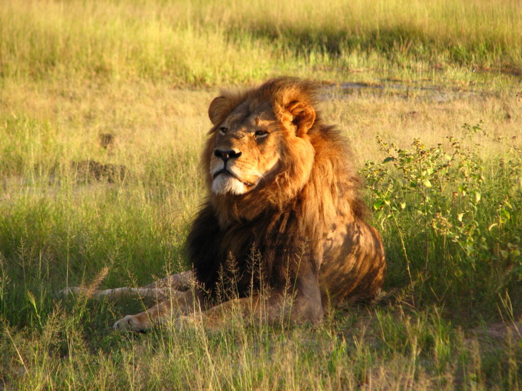 Imagen referencial de Cecil en el Parque Nacional Hwange (2010). Créditos (CC-BY): Daughter#3, vía Wikimedia.