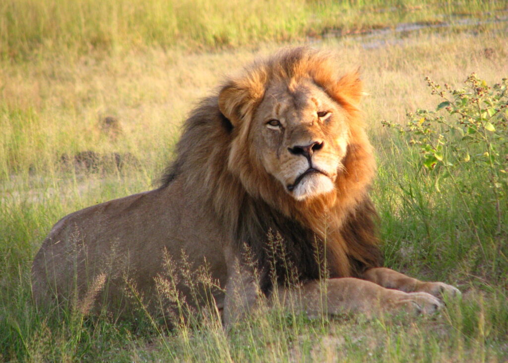 Imagen referencial de Cecil en el Parque Nacional Hwange (2010). Créditos (CC-BY): Daughter#3, vía Wikimedia.