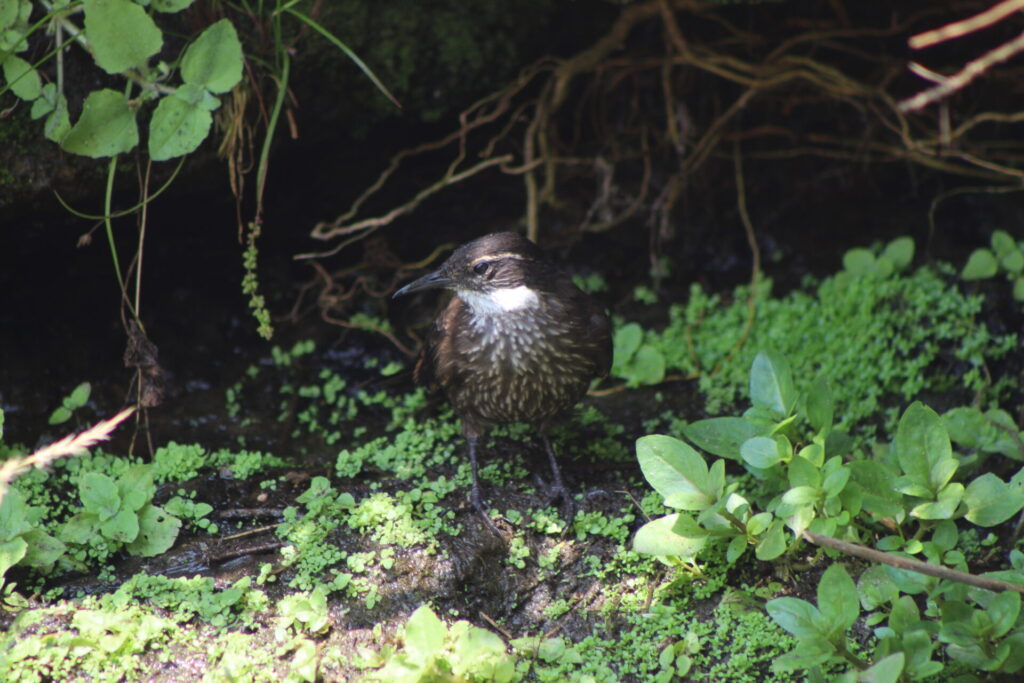 Churrete costero (Cinclodes nigrofumosus) en playa Quirilluca. Créditos: ©Tamara Núñez