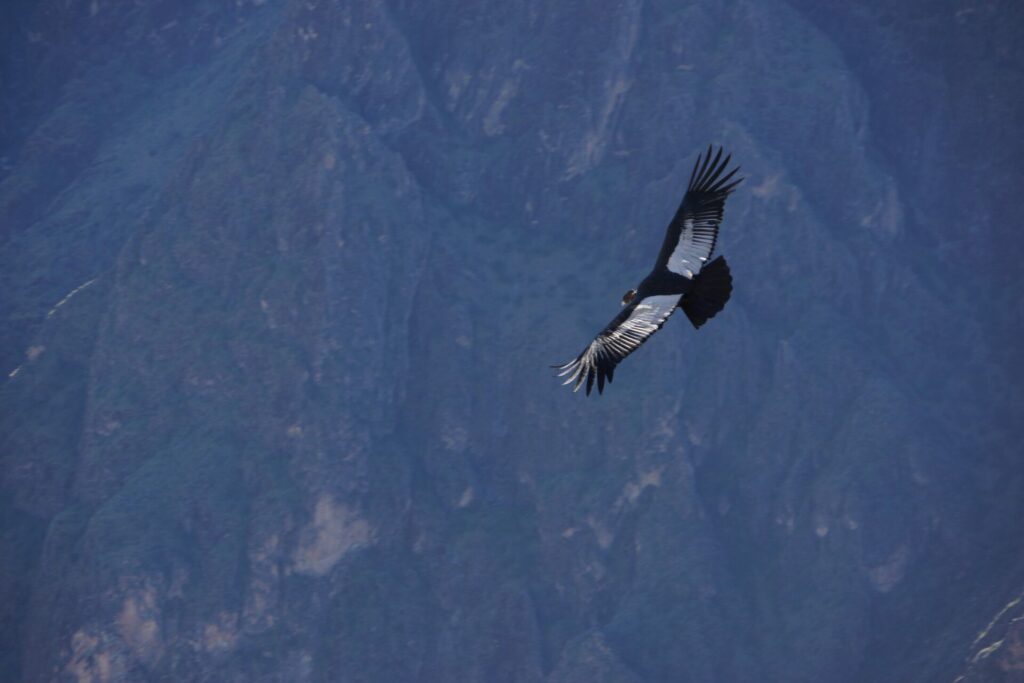 Cóndor andino Vultur gryphus Enrique Ortiz