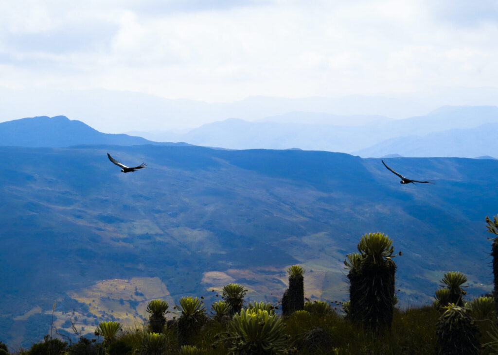 Cóndores andinos en vuelo. Foto- Fausto Sáenz