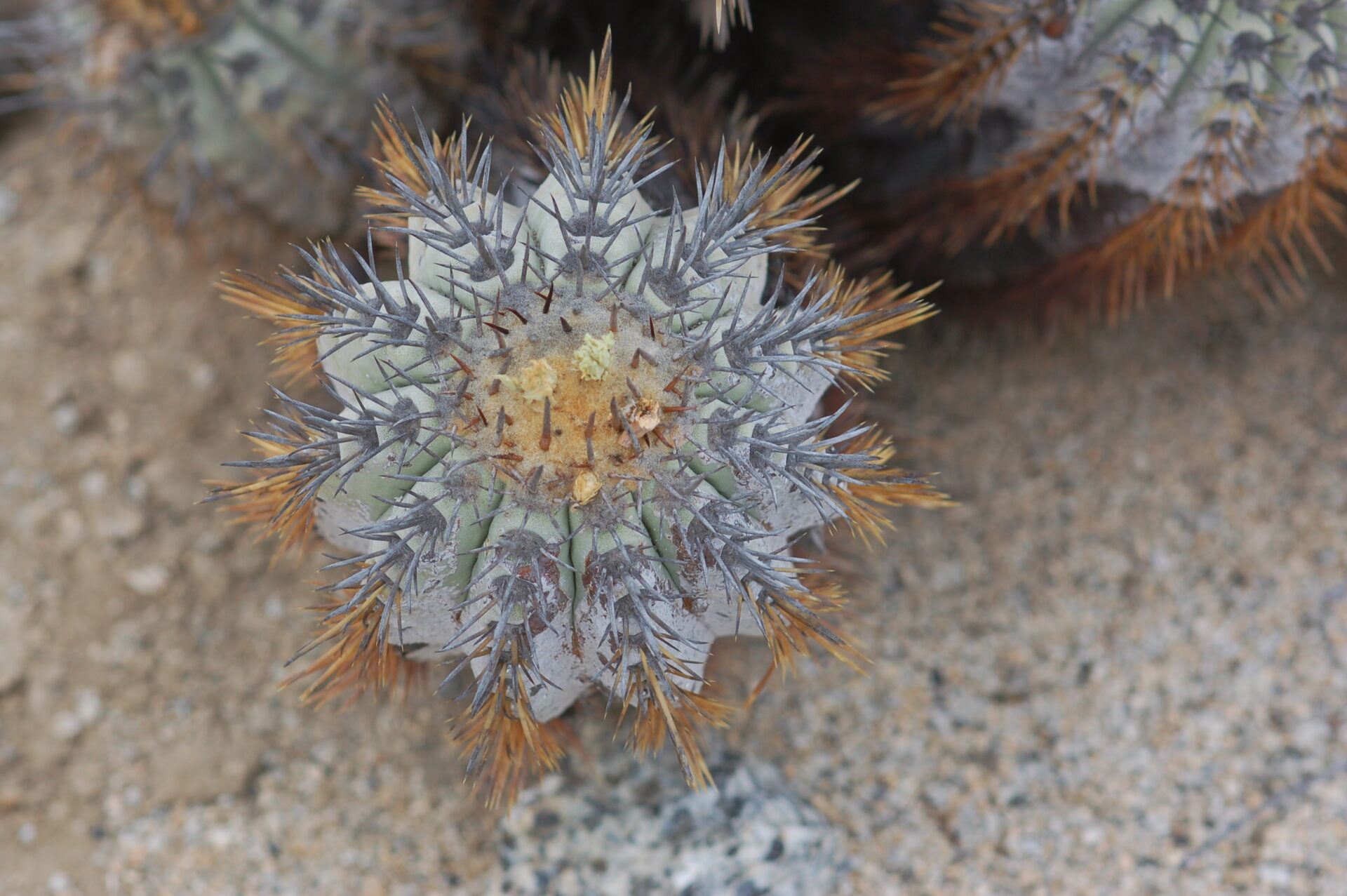 Día de la Tierra: Impulsan plan para la conservación de las Copiapoa, fascinantes cactus claves para el desierto chileno