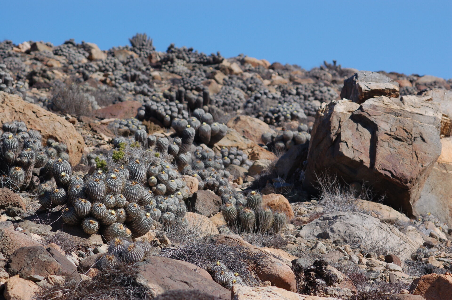 Día de la Tierra: Impulsan plan para la conservación de las Copiapoa, fascinantes cactus claves para el desierto chileno