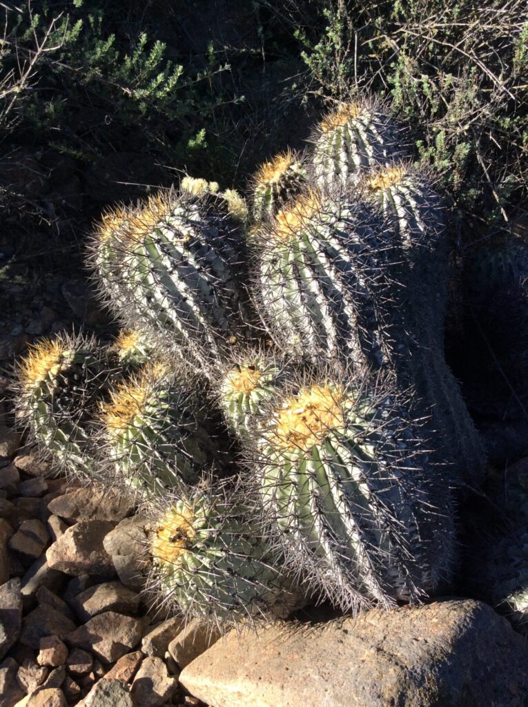 Copiapoa gigantea_Carol Peña
