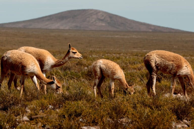 Vicuñas en el Altiplano boliviano. Foto: cortesía WCS Bolivia