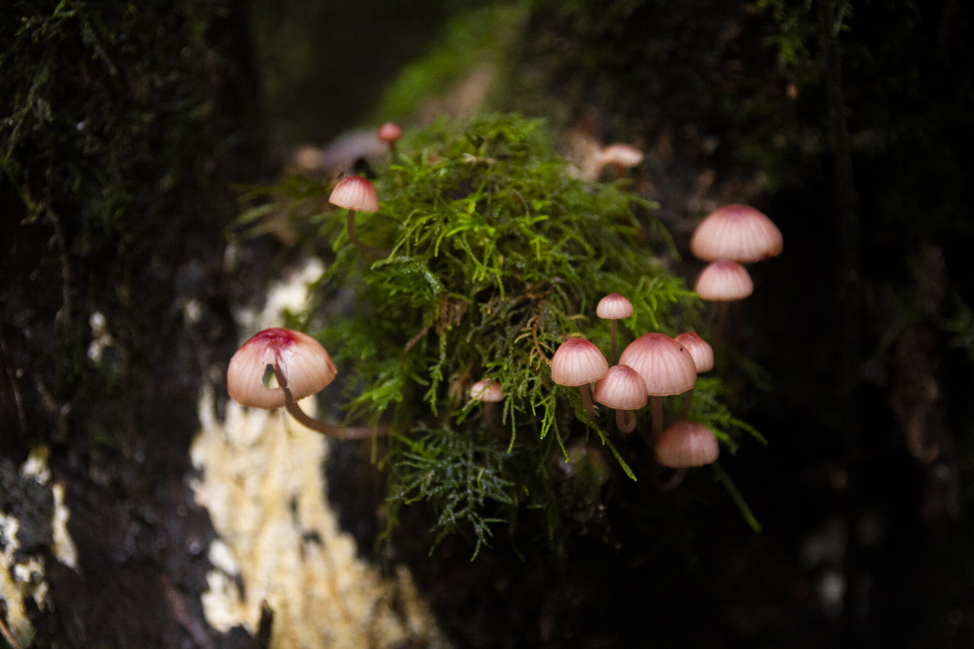 Los hongos se toman Pucón: Este fin de semana será la quinta versión del Festival Reino Fungi