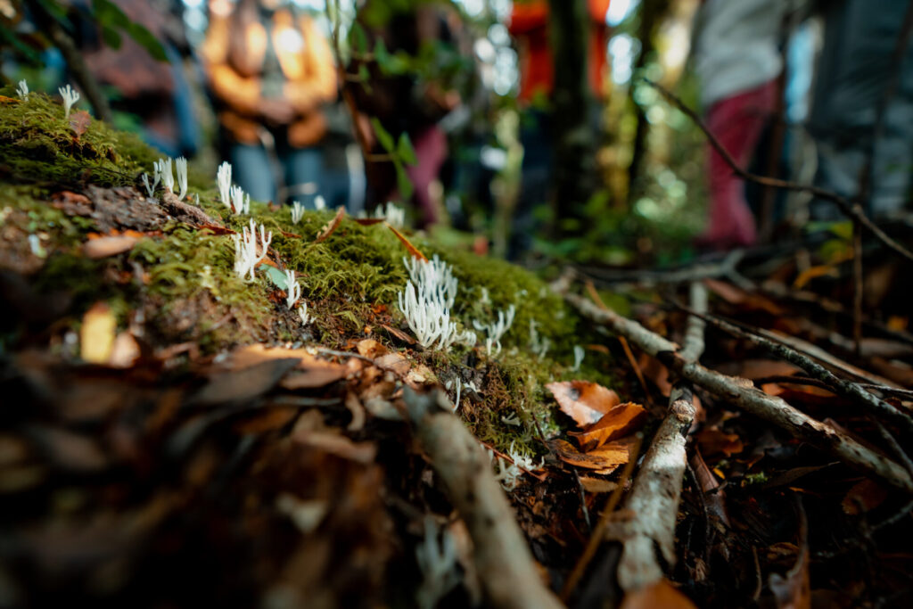 foto cortesía de Festival Reino Fungi