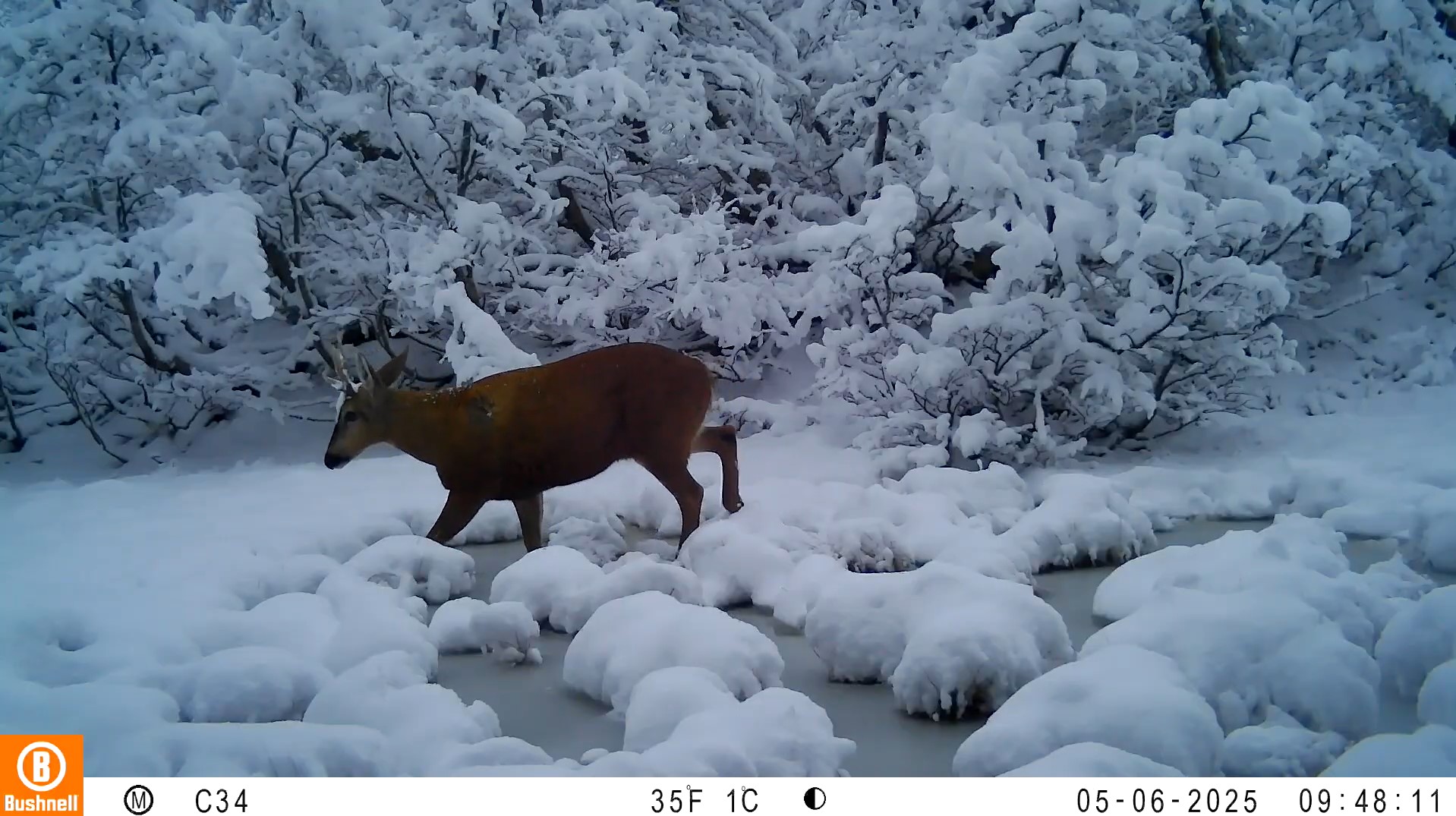 Cámaras trampa: las aliadas silenciosas que debemos cuidar para proteger la fauna